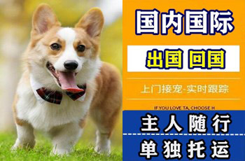 菏泽市宠物托运公司菏泽市宠物托运公司菏泽市宠物托运公司
